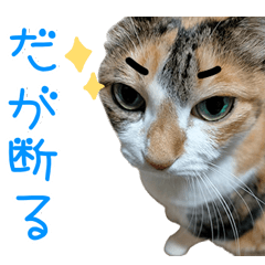 [LINEスタンプ] 三毛猫みーにゃ基本のご挨拶