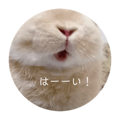 [LINEスタンプ] zesuすたんぷ。