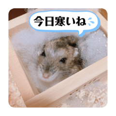 [LINEスタンプ] 僕はイケメンのマロ！