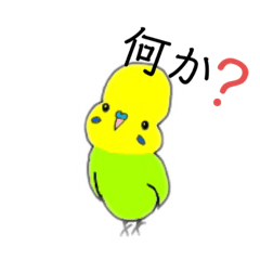 [LINEスタンプ] 俺のインコ ピト君