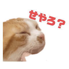 [LINEスタンプ] こたろうさまのスタンプ！