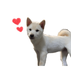 [LINEスタンプ] こてむぎ∵⃝