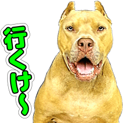 [LINEスタンプ] ピットブル犬ロジャー番外編『甲州弁ずら』