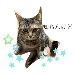 [LINEスタンプ] あんずちゃん其の3