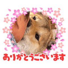 [LINEスタンプ] 紀州犬琥珀＆チャンプ①