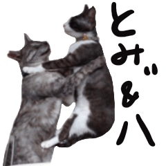 [LINEスタンプ] とみぃ＆八  猫写真スタンプ4