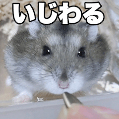 [LINEスタンプ] 絹毛のハム4