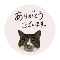 [LINEスタンプ] うちのにゃんず①