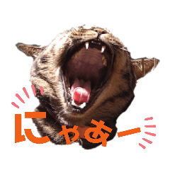 [LINEスタンプ] ねこ24面相 (写真)