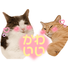 [LINEスタンプ] ちーゃの猫たち