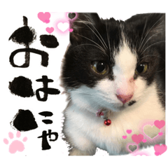 [LINEスタンプ] うちのねこ☆くーさんのスタンプ