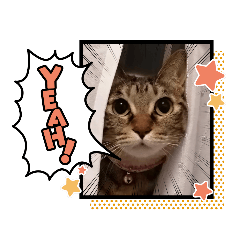 [LINEスタンプ] 真顔ねこスタンプ❀