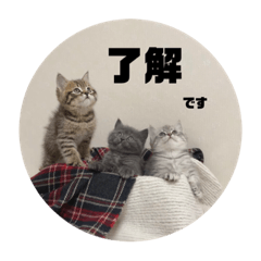 [LINEスタンプ] こねこ三兄妹