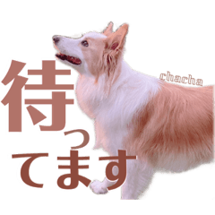 [LINEスタンプ] ボーダーコリー の茶々 part2