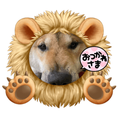 [LINEスタンプ] 紀州犬琥珀＆チャンプ②