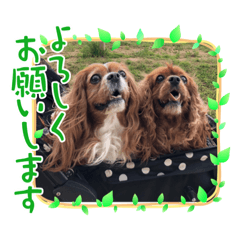 [LINEスタンプ] ちゃりにこライフ