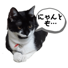 [LINEスタンプ] ぶさかわねこちゃんのつぶやき