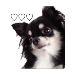 [LINEスタンプ] ブラックタンチワワ♡happy dog