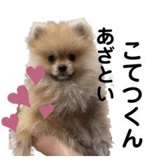 [LINEスタンプ] あざとい、こてつ