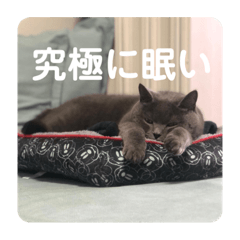 [LINEスタンプ] ペットで代弁④