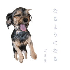 [LINEスタンプ] ゴマ2