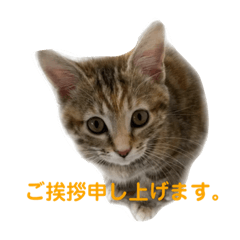 [LINEスタンプ] クルミさん4