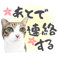 [LINEスタンプ] 【実写版】トラとハチワレ【お返事編①】