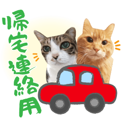 [LINEスタンプ] 【実写版】トラとハチワレ【帰宅連絡編】