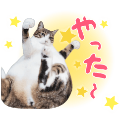 [LINEスタンプ] 【実写版】トラとハチワレ【感情／反応編】