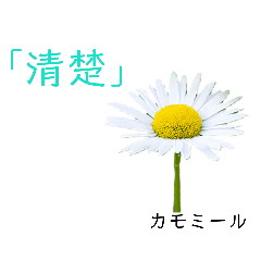 [LINEスタンプ] 花言葉のブーケ♪  ～白い花～