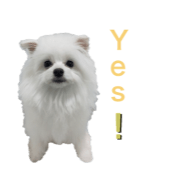 [LINEスタンプ] 毎日愛犬コロン