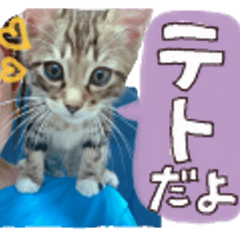 [LINEスタンプ] 宇宙一かわいいうちのねこちゃん