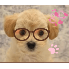 [LINEスタンプ] チャロたん