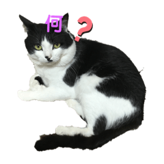 [LINEスタンプ] ♪とある猫の日常♪