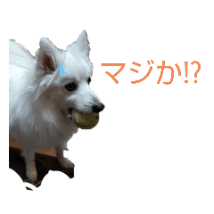 [LINEスタンプ] 日本スピッツのハル♂ Dog stamp