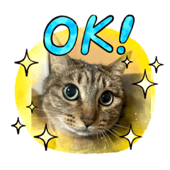 [LINEスタンプ] にゃんにゃんニャン