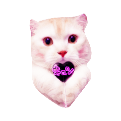 [LINEスタンプ] 私は猫なの？