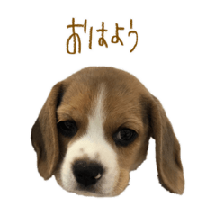 [LINEスタンプ] ビーグル犬 （こむぎちゃん）
