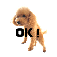 [LINEスタンプ] トイプードル オウジの日常