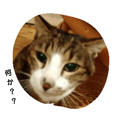 [LINEスタンプ] ねこでごさんす