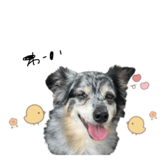 [LINEスタンプ] まいにち、じゅえる