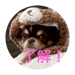 [LINEスタンプ] 犬三昧ver18