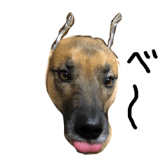 [LINEスタンプ] シェパードミックス  雑種犬 スパイク4の画像（メイン）