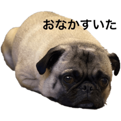 [LINEスタンプ] パグまっしぐら