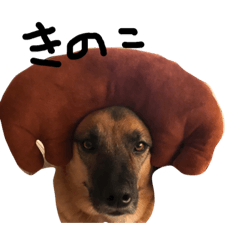 [LINEスタンプ] シェパードミックス 雑種犬 スパイク5の画像（メイン）
