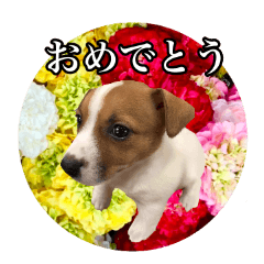 [LINEスタンプ] うちの可愛いわんこJ