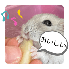 [LINEスタンプ] うちのかむジロースタンプ②