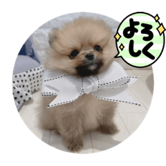 [LINEスタンプ] 僕ちゃちゃまる
