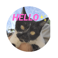 [LINEスタンプ] 猫のしーちゃんのスタンプ