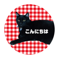 [LINEスタンプ] リアル黒猫あむちゃんスタンプの画像（メイン）